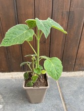 paulownia tomentosa for sale paulownia tomentosa for sale UK