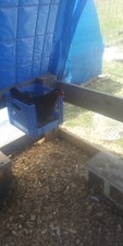 Chicken hatching eggs for sale  Marlinton