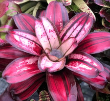 Bromeliad neoregelia clara for sale  USA
