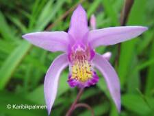 Bletilla striata penway gebraucht kaufen  Wuppertal