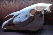 Horse skull for sale  Crescent City