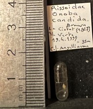 Collection coquillage onoba d'occasion  Champigny-sur-Marne
