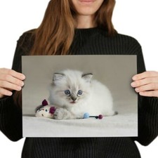 Pretty ragdoll cat for sale  SELBY