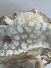 Tisbury starstone fossil for sale Tisbury starstone fossil for sale  BRIGHTON