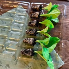 Tobacco plug plants for sale  HUDDERSFIELD
