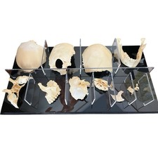 Modello anatomico cranio usato  Montegrotto Terme