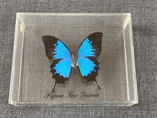 Papilio ulysses papua gebraucht kaufen  Neu Wulmstorf