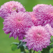 Chrysanthemum early spray for sale  LINCOLN