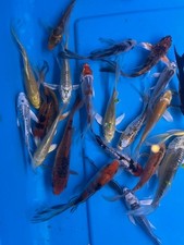 Imported butterfly koi for sale  Grovetown
