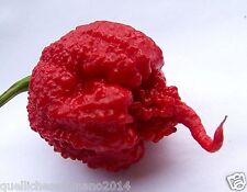Semi carolina reaper usato  Roma