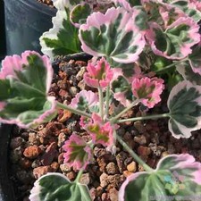 Ice queen geranium for sale  Spring City