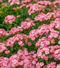 Dianthus barbatus newport for sale  BRAINTREE