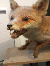 Taxidermie renard naturalisé d'occasion  Le Mée-sur-Seine