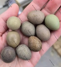 Quail cpq button for sale  UK