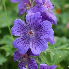 Geranium magnificum blue for sale  MOLD
