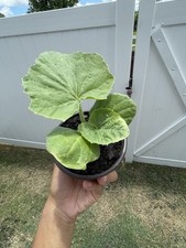 Big max pumpkin for sale  Gastonia