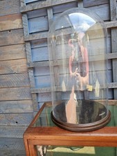 Large antique display for sale  SOUTHAMPTON