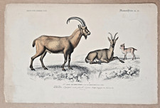 Gravure coloriée quadrupède d'occasion  Toulouse-