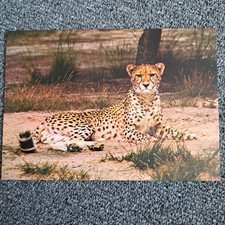 Tier postkarte liegender gebraucht kaufen  Hamburg