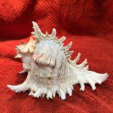 Large nautical ocean for sale  Austin