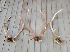 Lot elk rack for sale  Baker City