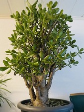 Geldbaum bonsai crassula gebraucht kaufen  Halle