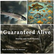 500 live feeder for sale  Lonoke