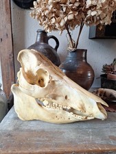 Wild boar skull for sale  SIDMOUTH
