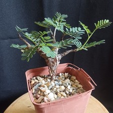Senna meridionalis caudex d'occasion  Prigonrieux