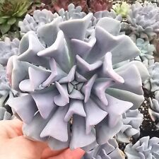 Echeveria cubic frost for sale  Shipping to Ireland