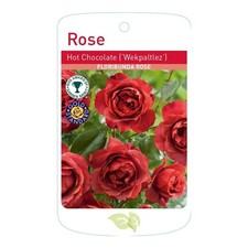 Hot chocolate rose for sale  WISBECH