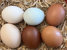 Mixed chicken eggs for sale  HAVERFORDWEST
