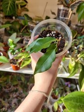 Ficus benjamina rooted for sale  EXETER
