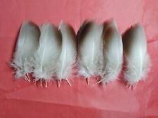 Mallard bronze hackle for sale  ALFORD