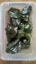 Cryptocoryne lingga d'occasion  Calais