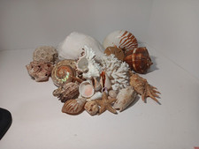 Sea shell nautilus for sale  Sugar Land