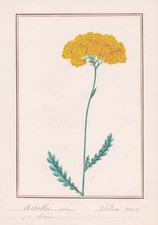 Tapete Yarrow Achillea Aurea flor desenho botânico aquarela 1830, usado comprar usado  Enviando para Brazil