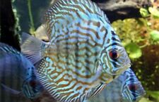 Turquoise blue discus for sale  Miami