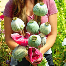 Papaver Somniferum ☆[ "GIGANTEUM"]☆ Giant Florist Mak ~ 5700 nasion ♤ 1,5g+ ♤ na sprzedaż  Wysyłka do Poland