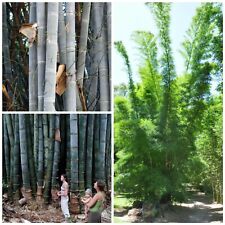 Giant blue bamboo for sale  GLOUCESTER