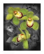 Igor maloratsky cymbidium for sale  Milwaukee