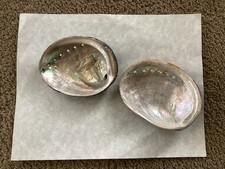 Natural abalone shells for sale  Wharton