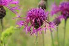 Grosser knöterich centaurea gebraucht kaufen  Versand nach Germany