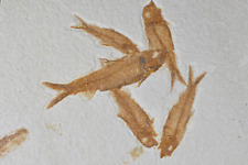 Aaa knightia eocaena for sale  Salt Lake City