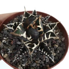 Agave titanota cv. usato  Napoli