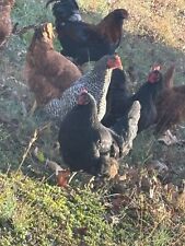 Chickens chicken coop for sale  Livingston