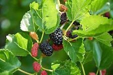 Red mulberry tree for sale  Tazewell