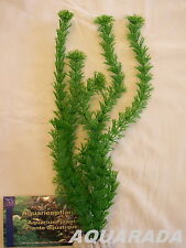 Egeria densa 40cm gebraucht kaufen  Kerben, Rüber, Lonnig