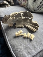dead coral for sale dead coral for sale CRAWLEY
