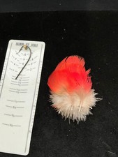 Scarlet macaw body for sale  Oakville